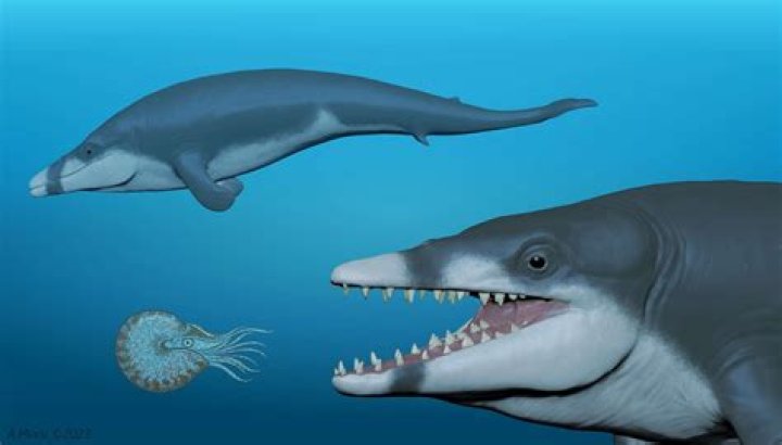 Are there whales in the ocean?