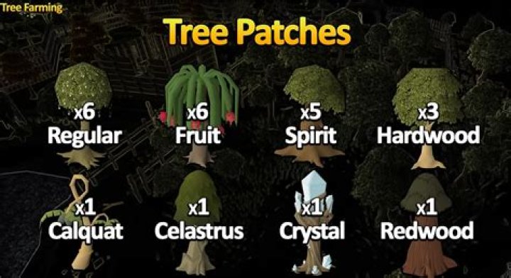 Does the yield of Celastrus Trees Increase with Magic Secateurs and Attas Seeds?