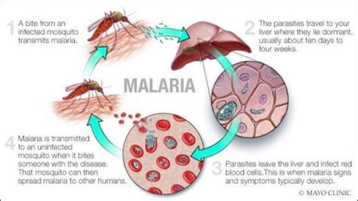 Endless Far Cry 2 Malaria Symptoms