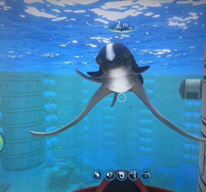 How can I save my cuddlefish from becoming fish food?