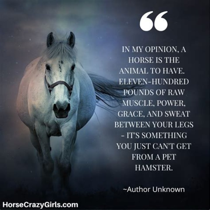 How can I stop this horse from following me?
