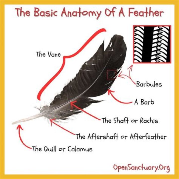 How do I get feathers from Chirri?
