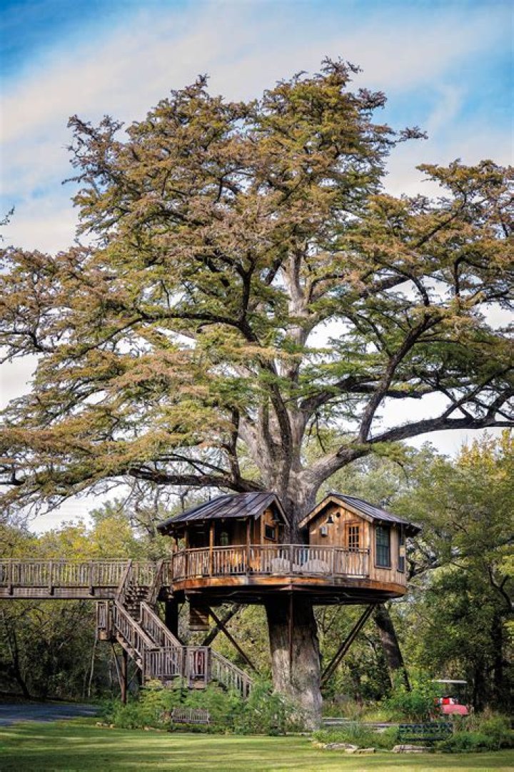 How do I grow a tall oak tree?