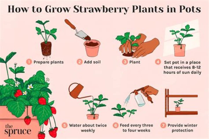 How do I read strawberry facts?