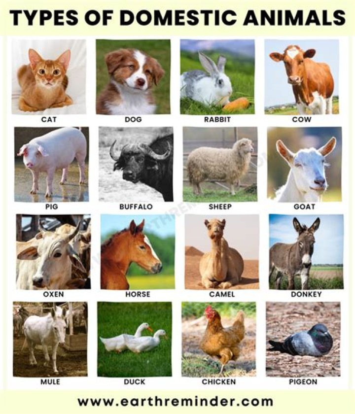 How often can animals breed?