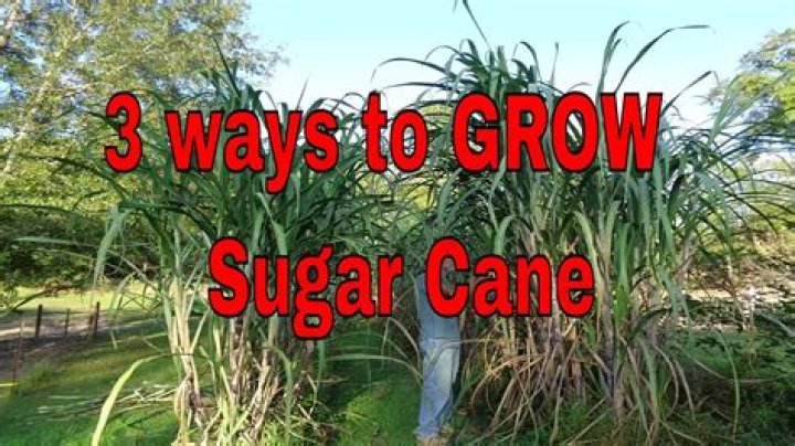 How quickly does sugar cane grow?