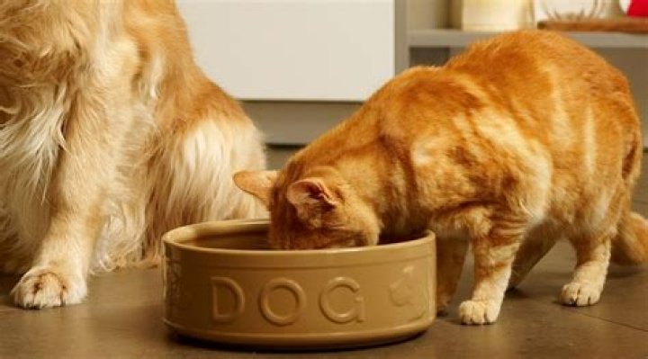 I bought a dog. What is it good for?