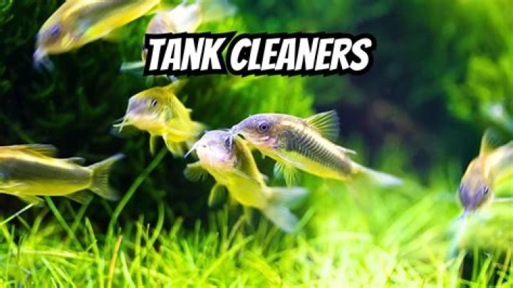 Is the tank always friendly?