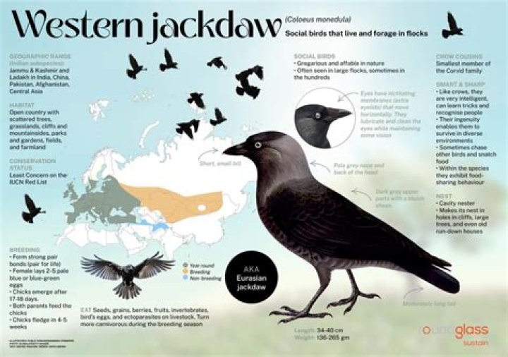 Level of Jackdaw