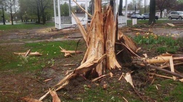 Ways to prevent dying when a tree explodes/how to prevent a tree from exploding