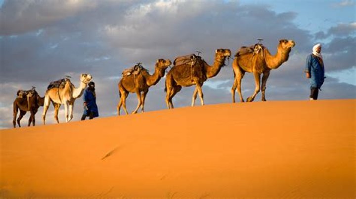 What's the purpose of elite caravans in the desert