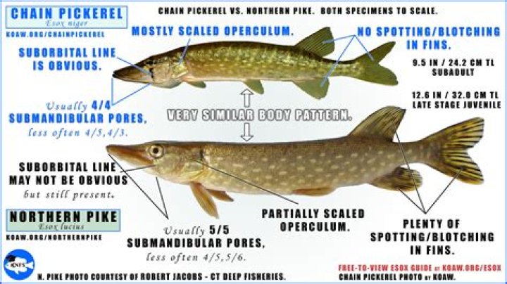 What are the differences between the multiple types of infantry?