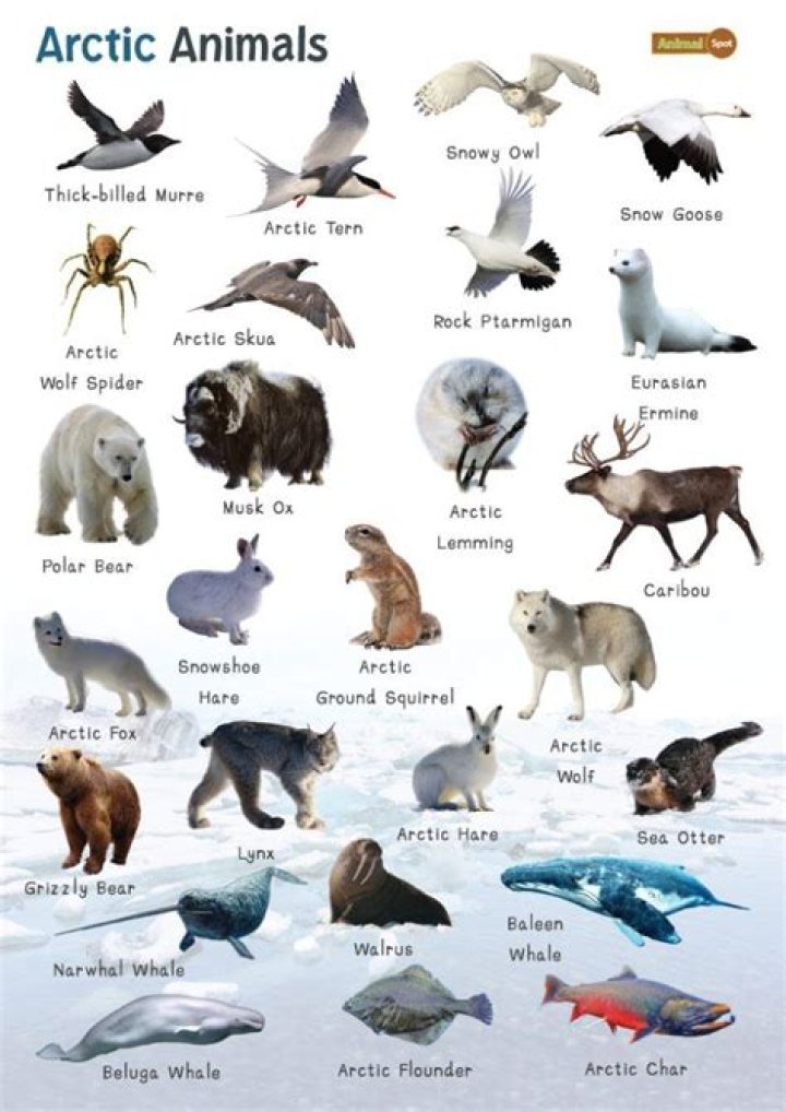 What are the patterns for the Northern animals?