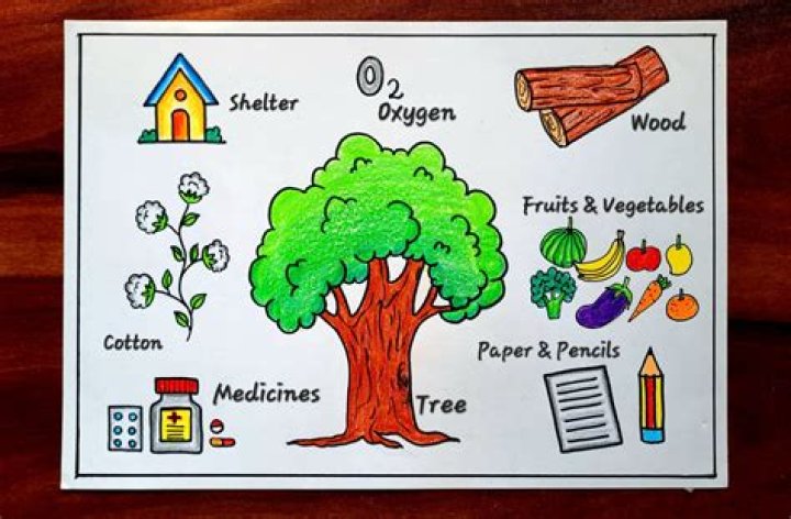 What are the uses of the Golden Apple?