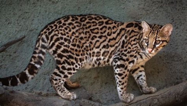 What happens if your ocelot cannot spawn into a cat