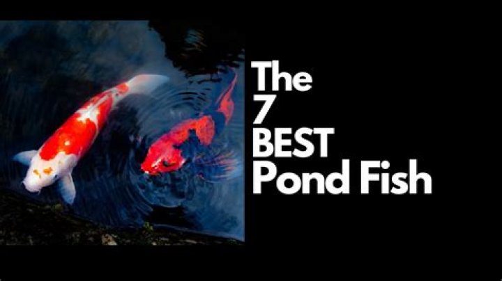 What is the best fish for the pond?