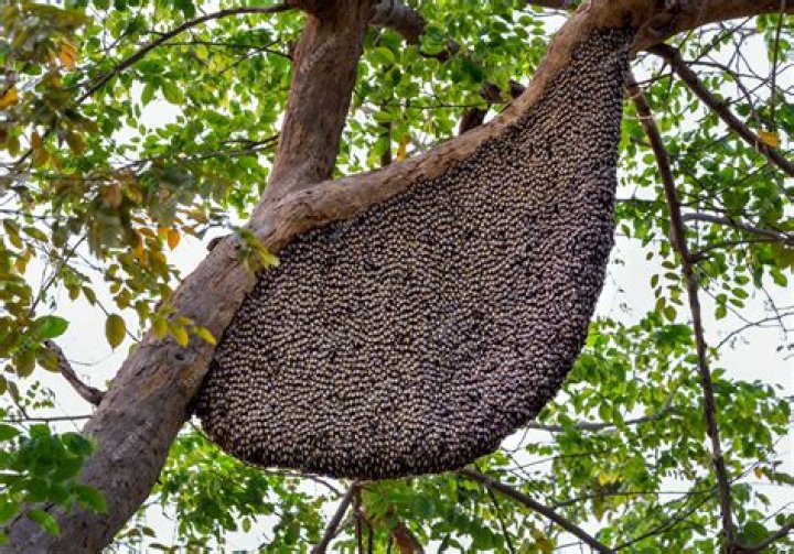 What is the best method of locating beehives in the jungle?
