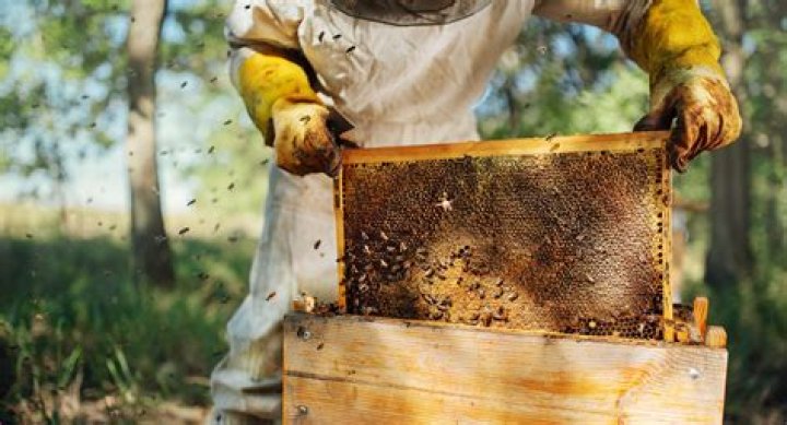 What is the purpose of the Apiary in Hearthfire?