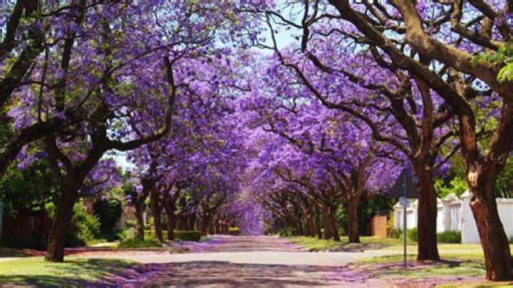 What is this purple tree?