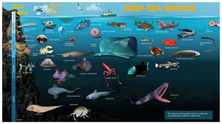 What ocean biome spawns the most fish?