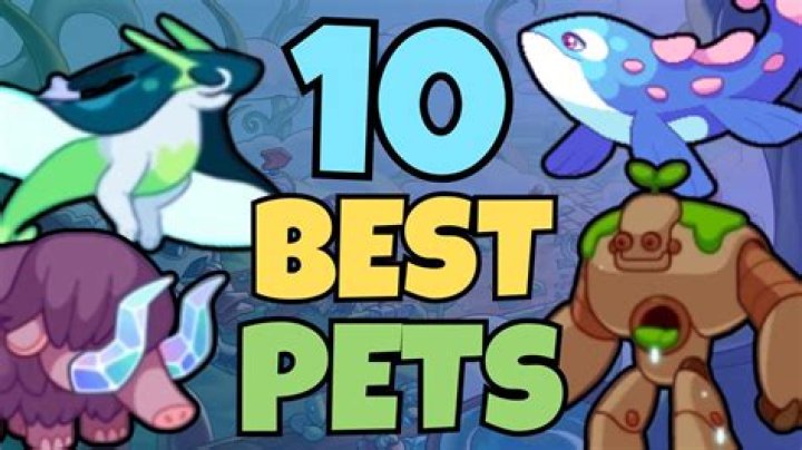 Where can I get pets from?