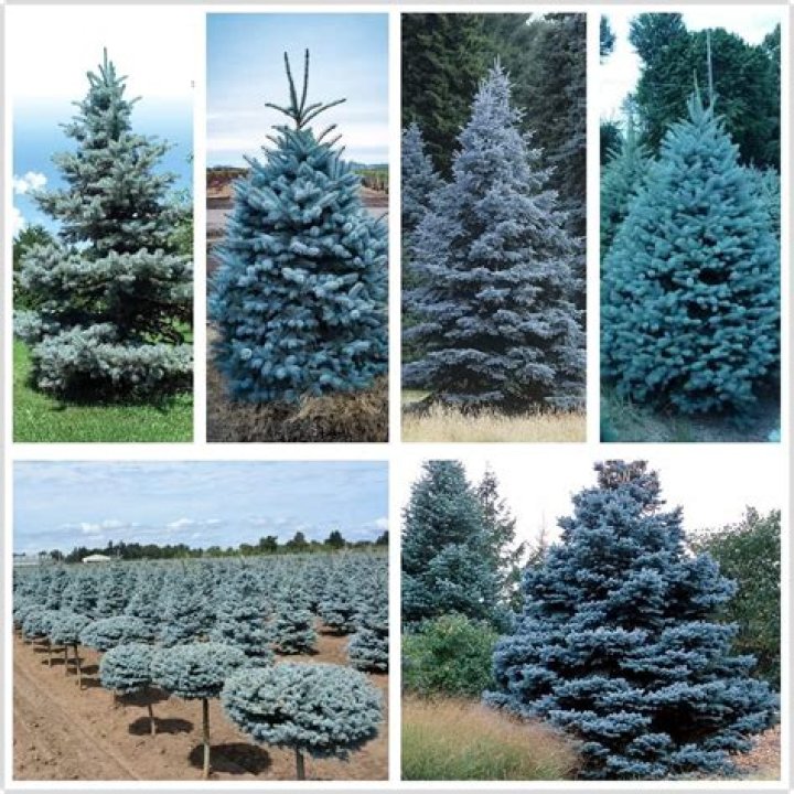 Why aren't my spruce saplings growing?