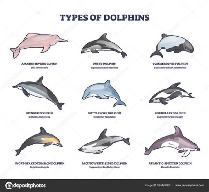Why can't I find a Dolphin?