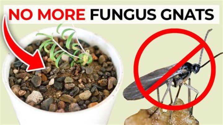 Why is my Fungus not spreading/killing?
