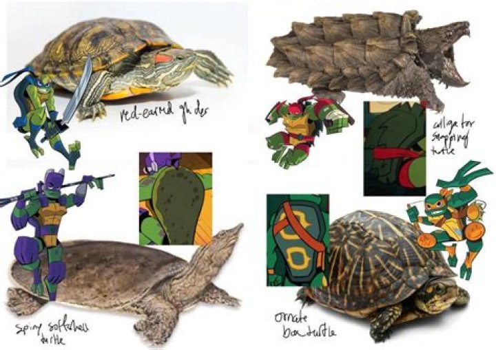 Why won't my turtles breed?
