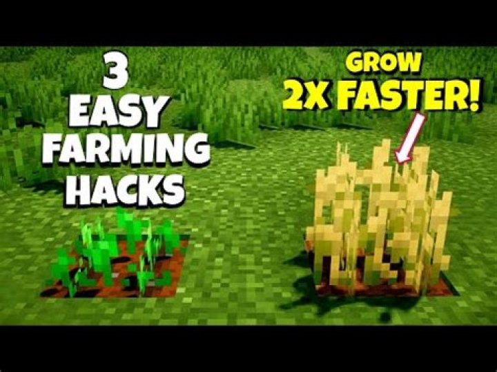 Within how many blocks do I have to be for wheat to grow?